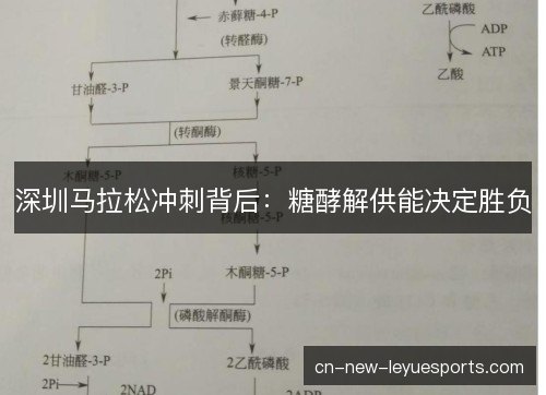 深圳马拉松冲刺背后：糖酵解供能决定胜负